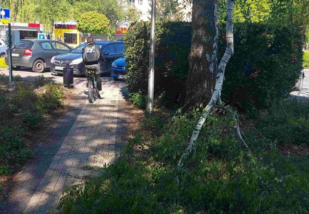 Usuwanie połamanych drzew